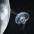 jellyfish
