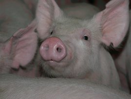 Pig_gallo