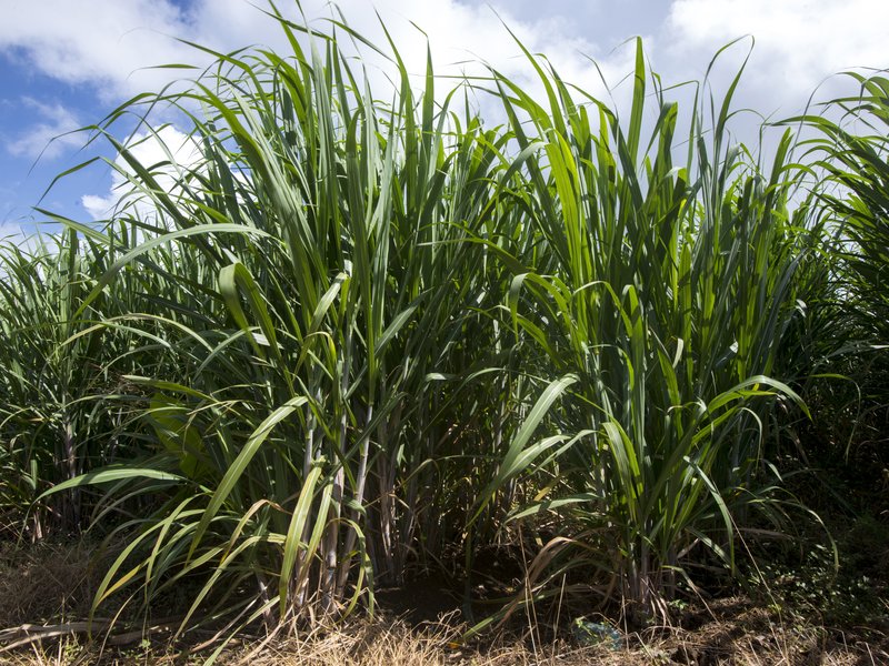 sugar-cane-AFP