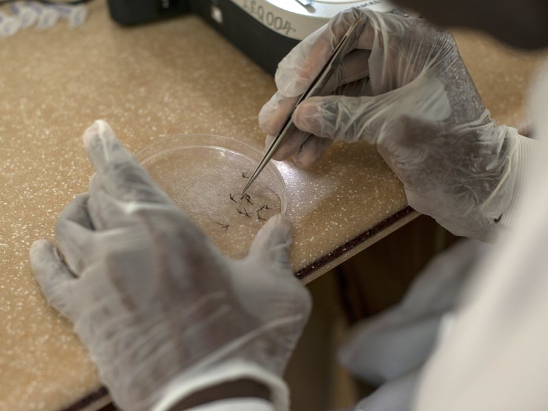 mosquito-malaria-AFP