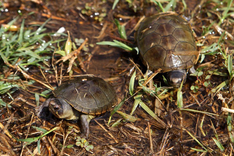 Better late than never Mexico turtle declared new species