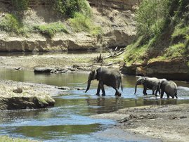 elephants-AFP