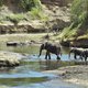 elephants-AFP