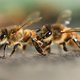 bees-AFP