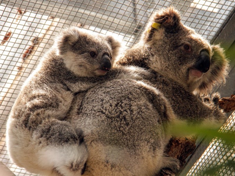 Koalas rescued from path of raging bushfire