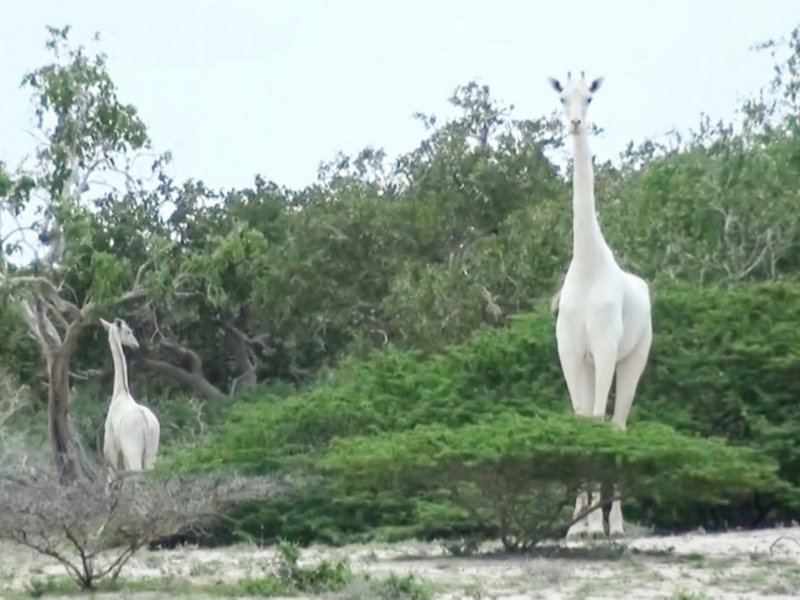 White Giraffe