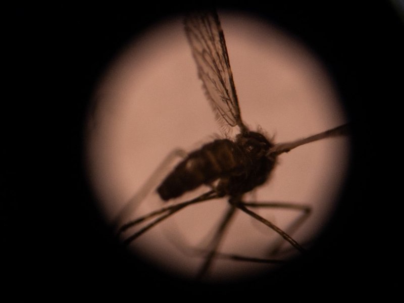 Invasive Asian mosquito species threatens African cities: study