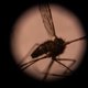 Invasive Asian mosquito species threatens African cities: study