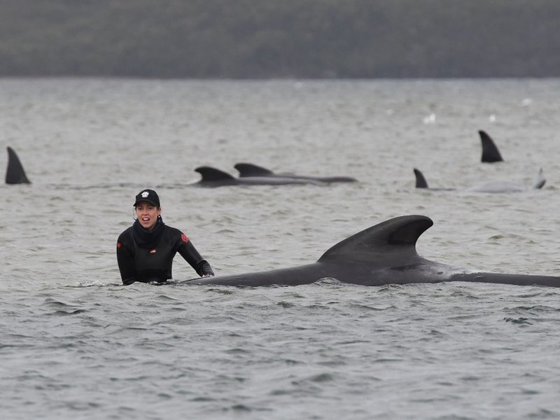 Australia whale rescue