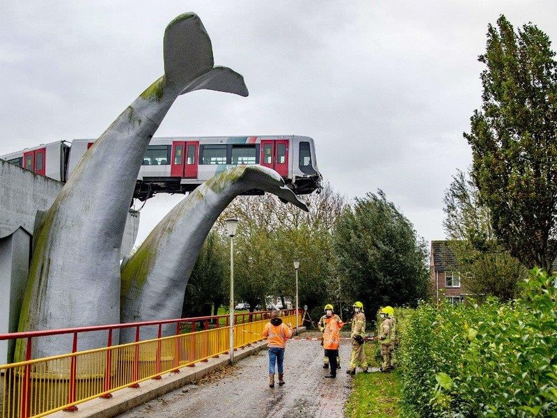 Whale train