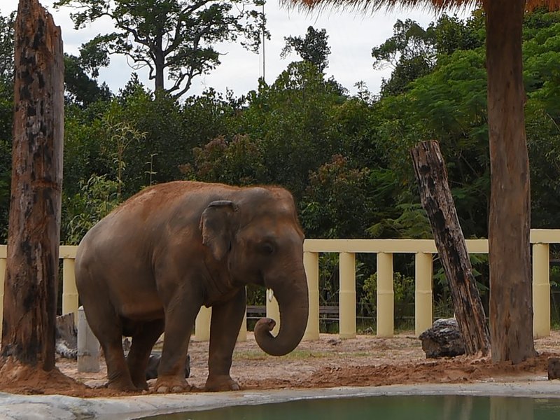 Cambodia elephant lonliest