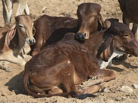 Cows Waste