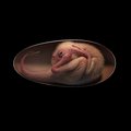 This undated illustration courtesy of Lida Xing and University of Birmingham shows a redition of a close-to-hatching oviraptorosaur dinosaur embryo, which is based on the new specimen ‘Baby Yingliang’ found in the Ganzhou, Jiangxi Province, southern China