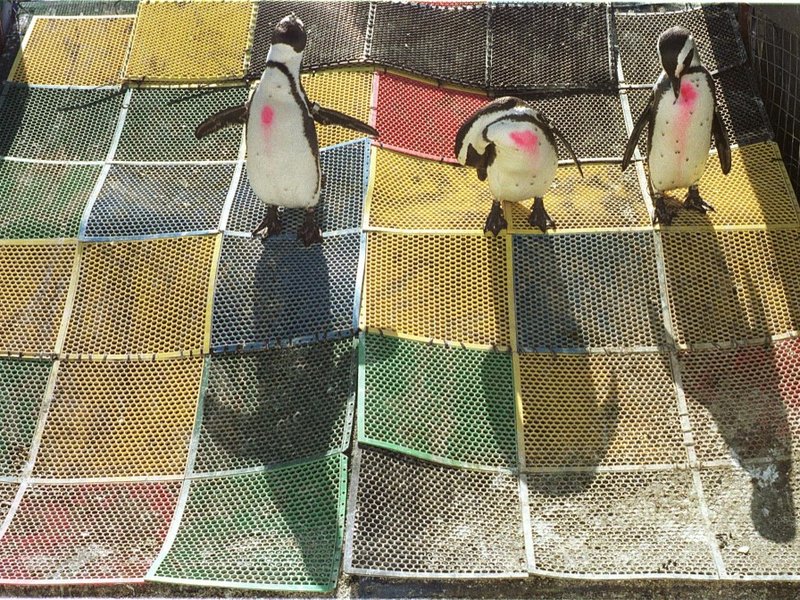 Penguins-AFP