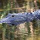 Alligator_afp