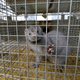 A picture taken on April 28, 2015 shows a mink looking out from a cage at a mink farm near Stavropol.