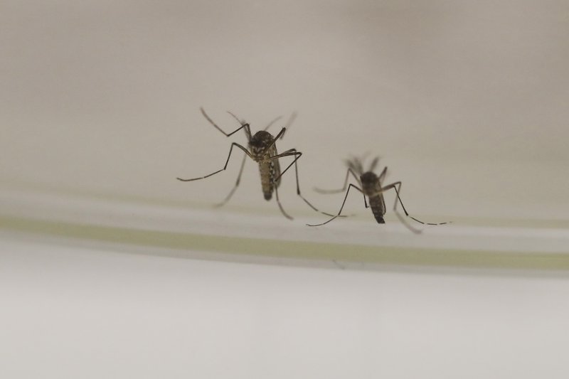 mosquito-AFP