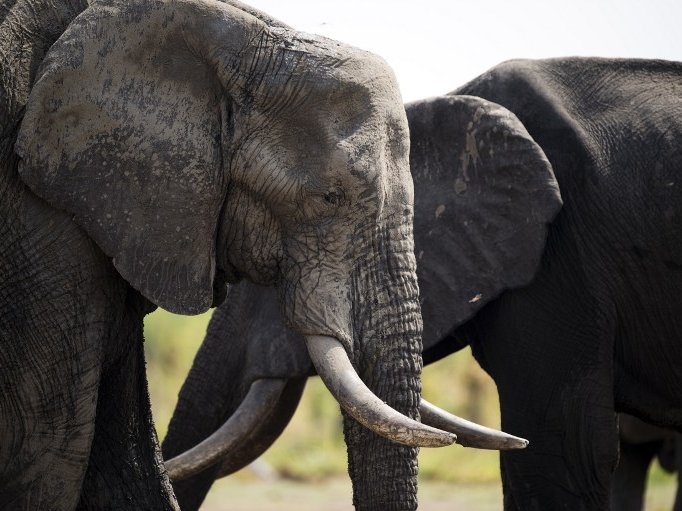 Elephants