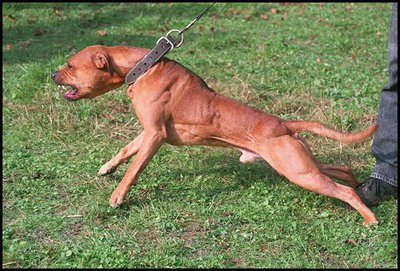 Free State toddler mauled to death by pit bull