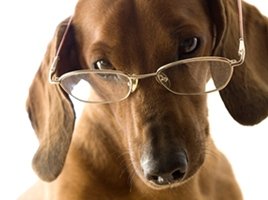 070312_clever_dog_lg.jpg