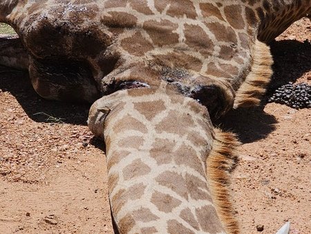 Giraffe at KNP