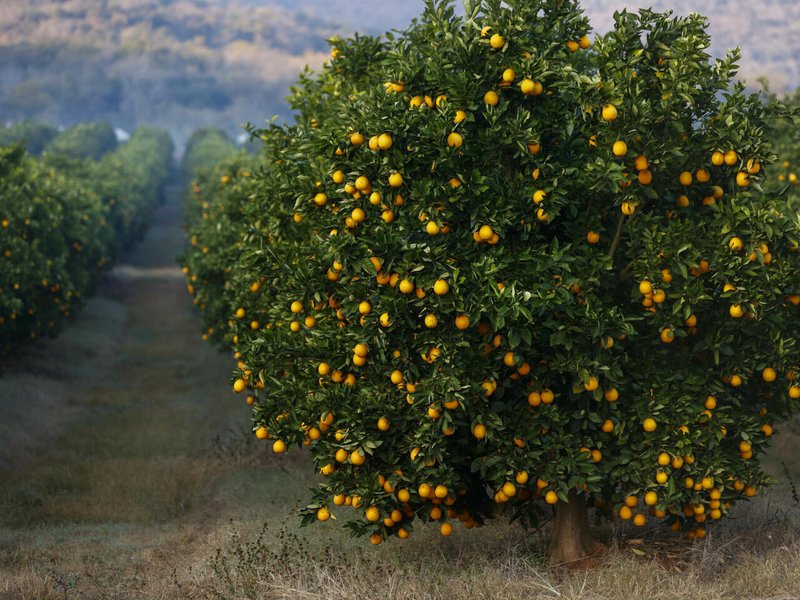 Bitter battle: SA slams 'unfair' EU citrus trade rule
