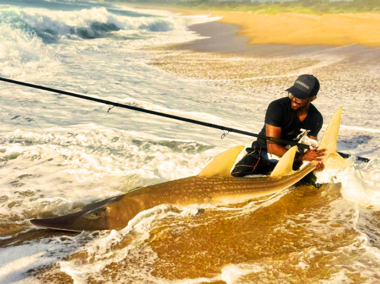 Teal Moodley with the Sand Shark of the week caught down south coast