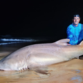 Dean Reddy with a massive Ragged Tooth shark (successfully released) caught on the north coast
