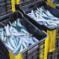 Crate full of sardines