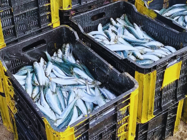 Crate full of sardines