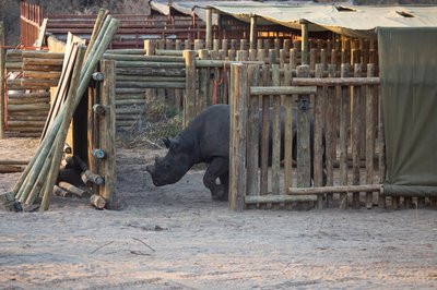 Photo: ECR Black Rhino Range Expansion Project Doubles Botswana's Rhino Population