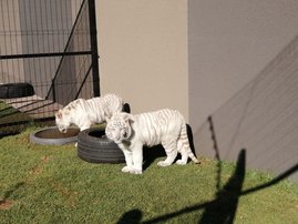 2 white tiger cubs found at Houghton residence