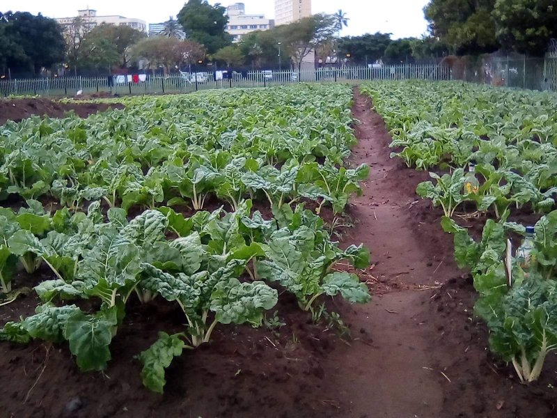 Elangeni green zone