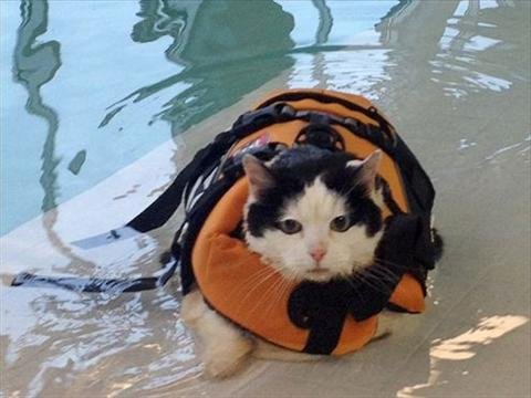130202093110_FAT CAT.JPG