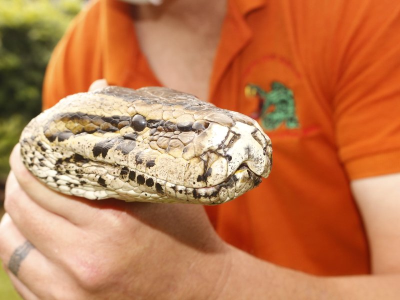 African python profile
