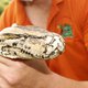 African python profile