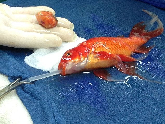 1410751752414_wps_16_Goldfish_surgery.jpg
