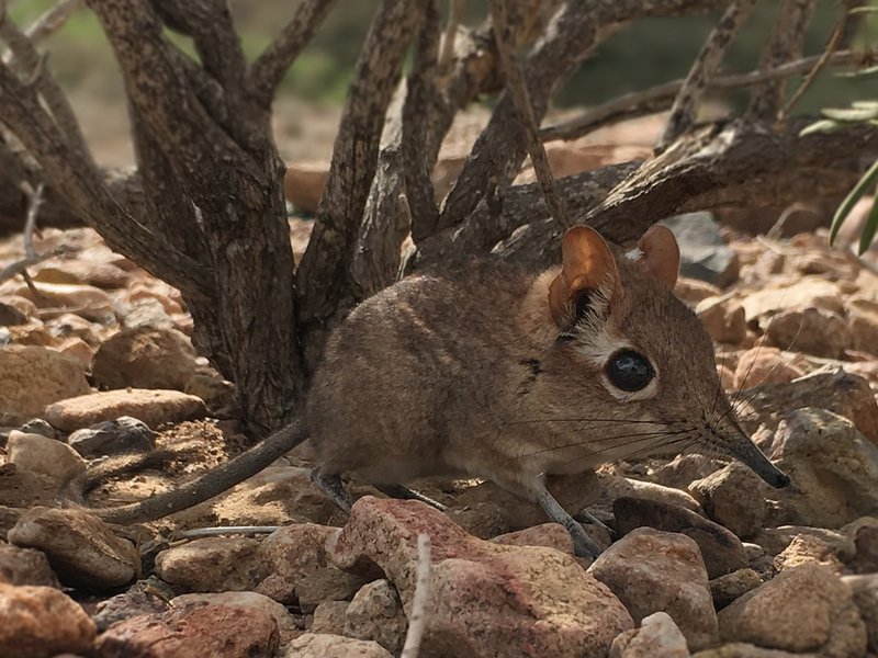 Elephant Shrew