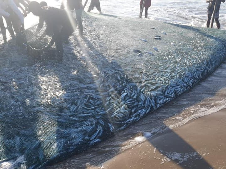 PICS: Waves of excitement as sardines finally arrive in KZN