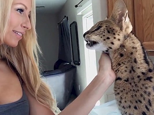 African wildcat calls owner 'Mamma'