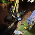 Tshwane firefighters rescuing a donkey