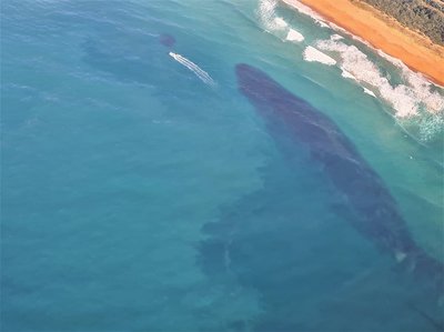 Sardines headed north - KZN Sharks Board - Vimarsana News