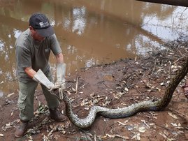 Five metre python found on south coast farm