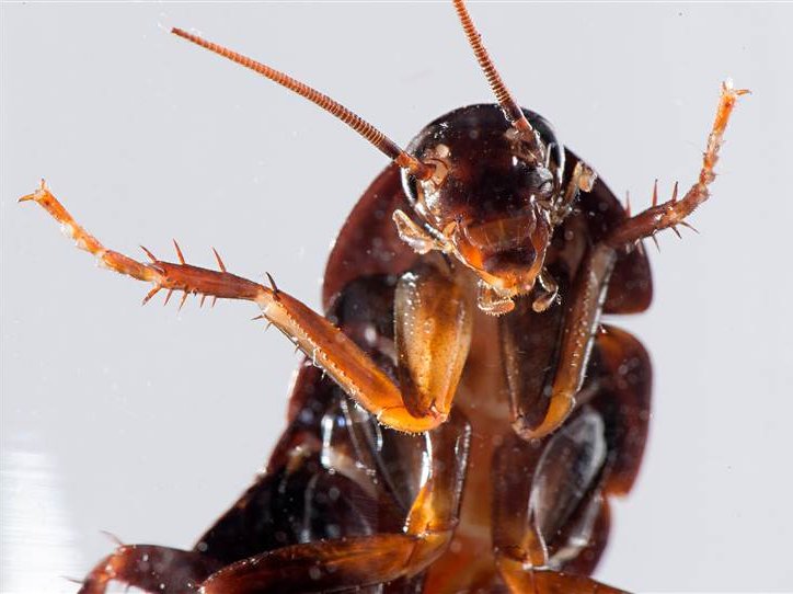 2D11099276-140109-cockroach-js-1736.blocks_desktop_large.jpg