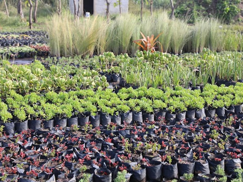Fresh start for flood-ridden KwaDukuza farm