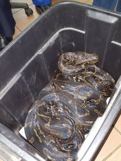 PHOTOS: African rock python cared for at Kloof SPCA released back into ...
