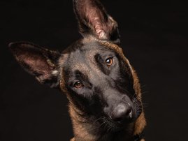 rescue dog Lamnik Utah (Jett)