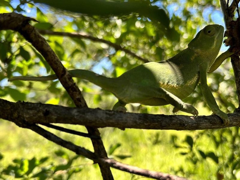 ‘Massive increase’ in illegal wildlife trade