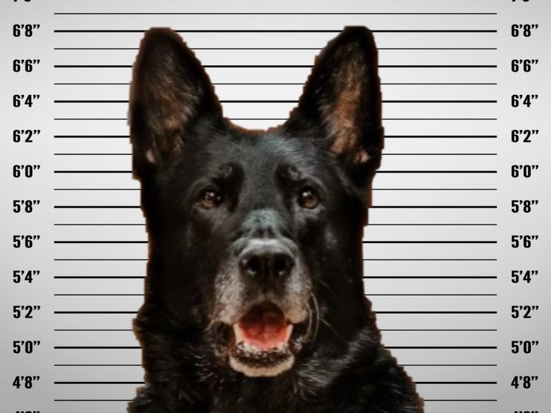Arrested dog