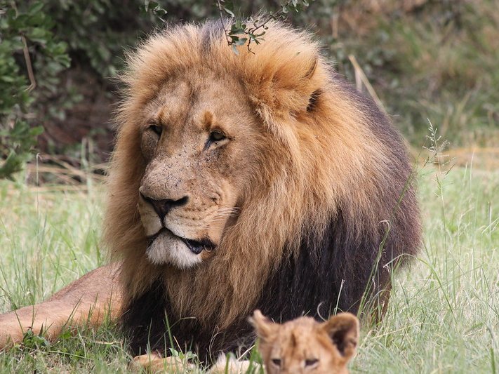 Wildlife authorities in KwaZulu-Natal are still trying to track down a lion that escaped from the Hluhluwe-Imfolozi Game Reserve.